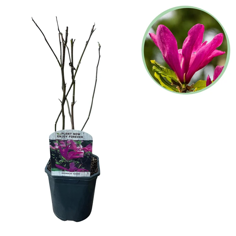Magnolia Susan