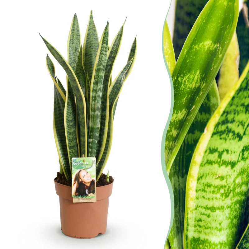 Sansevieria Laurentii