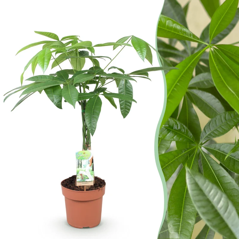 Pachira Aquatica gevlochten stam