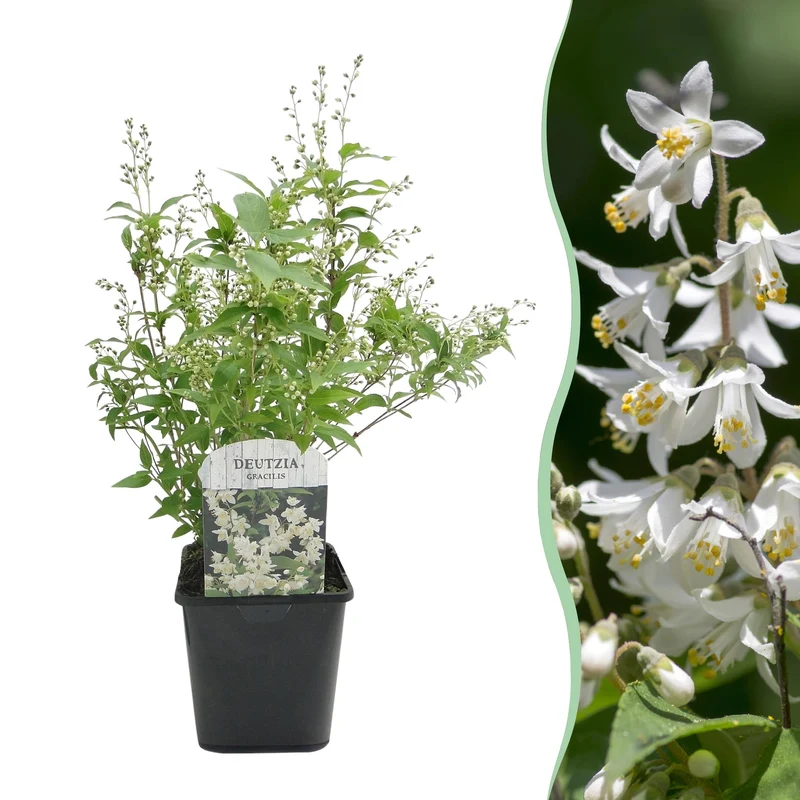 Deutzia Gracilis