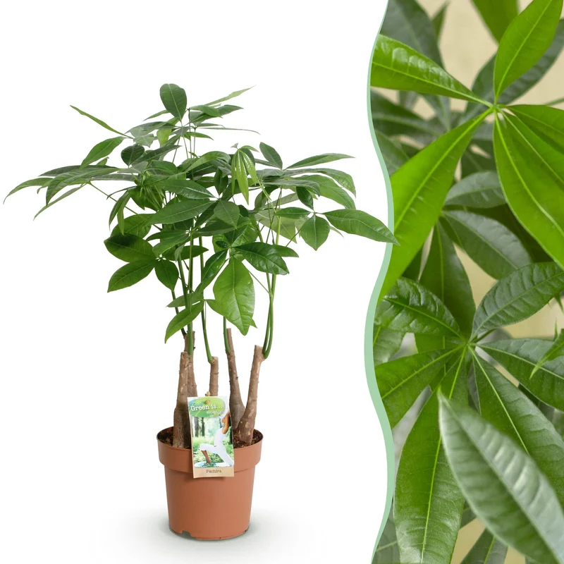 Pachira Aquatica multi stam