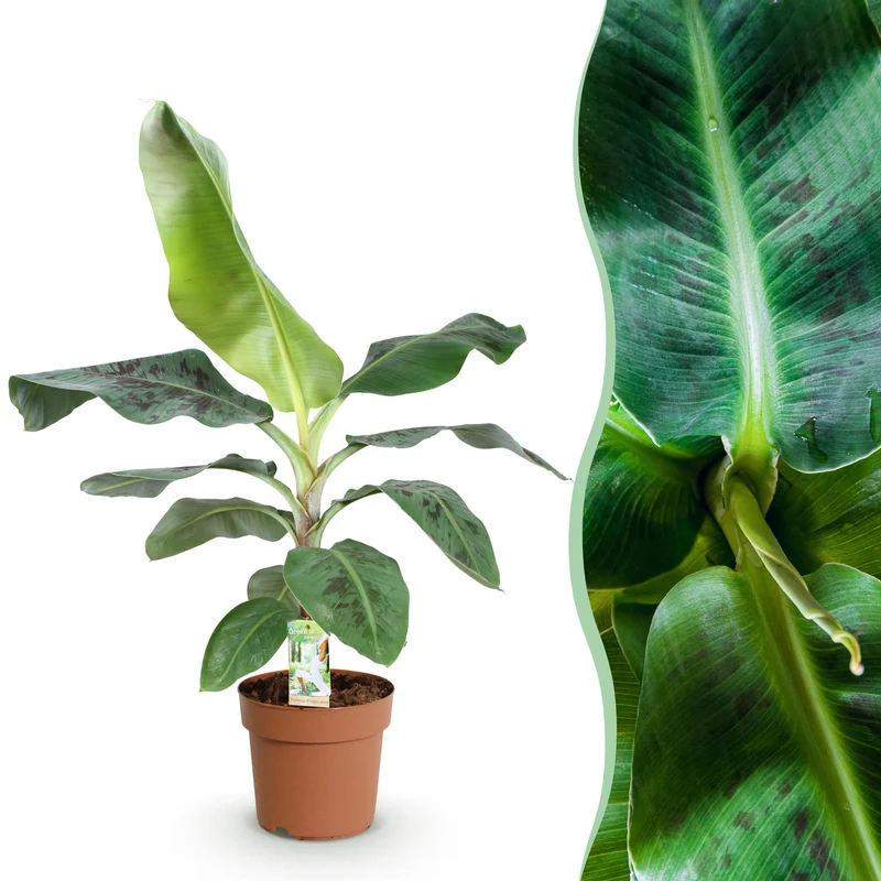 Musa acuminata Dwarf Cavendisch