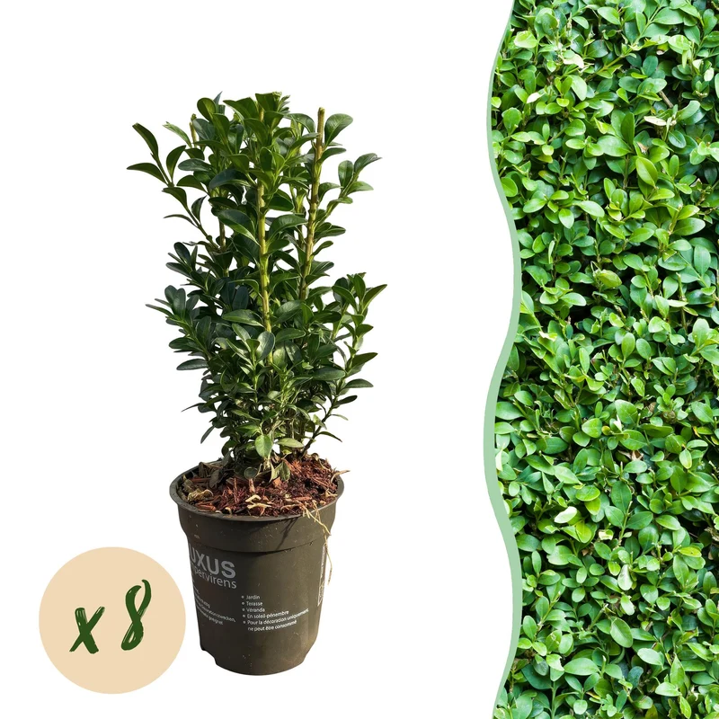 Buxus sempervirens