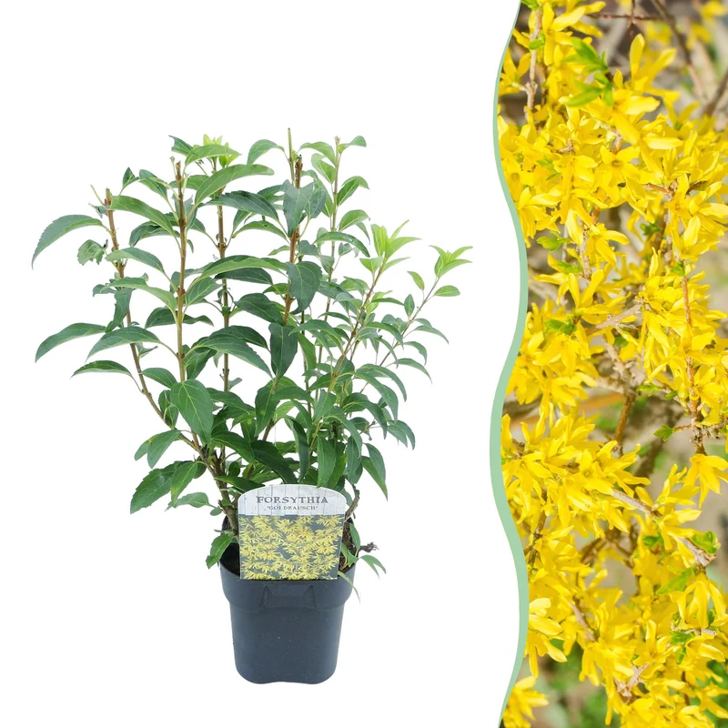 Forsythia intermedia Goldrauch