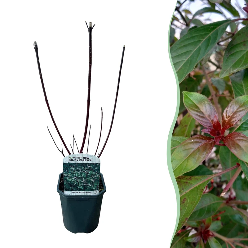 Cornus alba Kesselringii