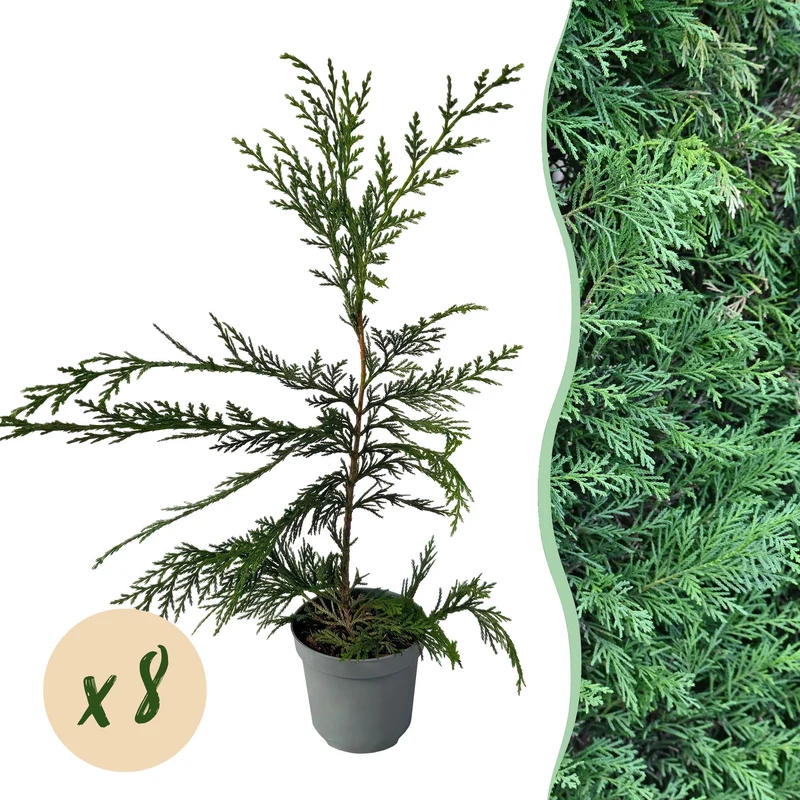 Cupressocyparis leylandii