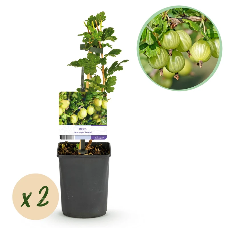 Kruisbes