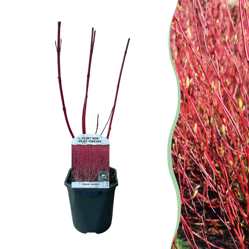 Cornus sibirica