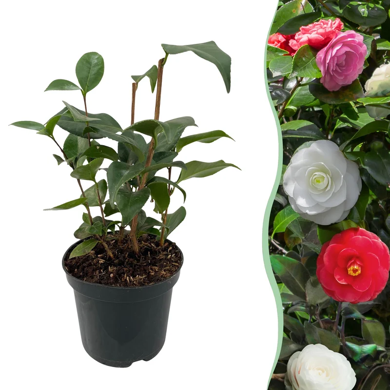 Camelia japonica Tricolour