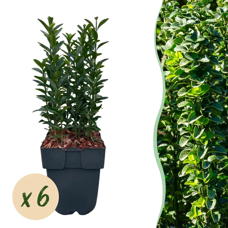 Euonymus japonica Green Spire