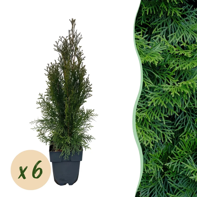 Thuja occidentalis Smaragd