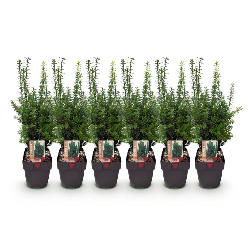 Taxus media Hilii