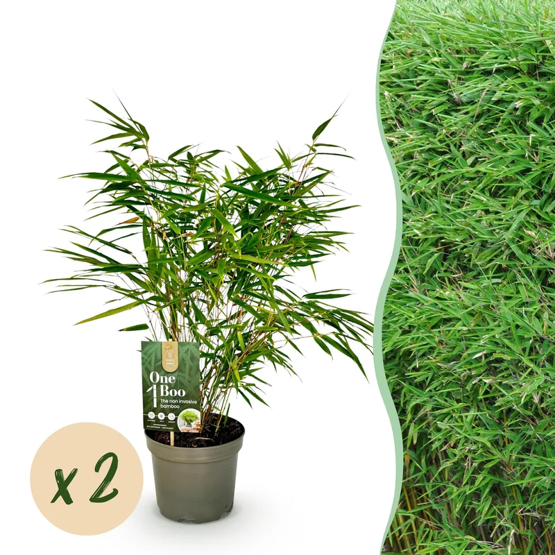 Fargesia rufa, bladhoudende bamboe voor de tuin (2x)