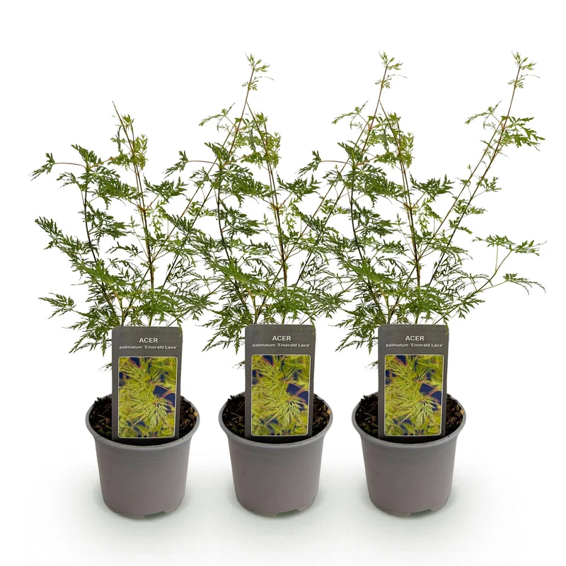 Acer palmatum Emerald Lace