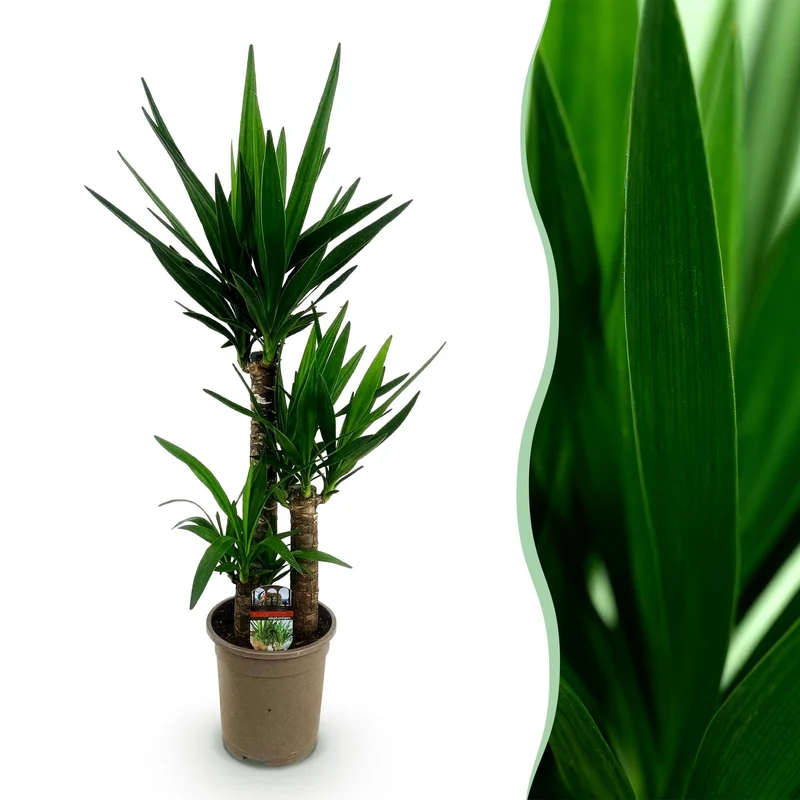 Yucca elephantipes