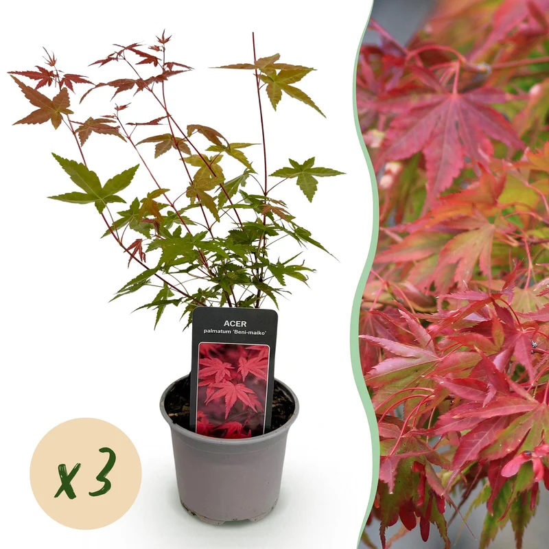 Acer palmatum Beni
