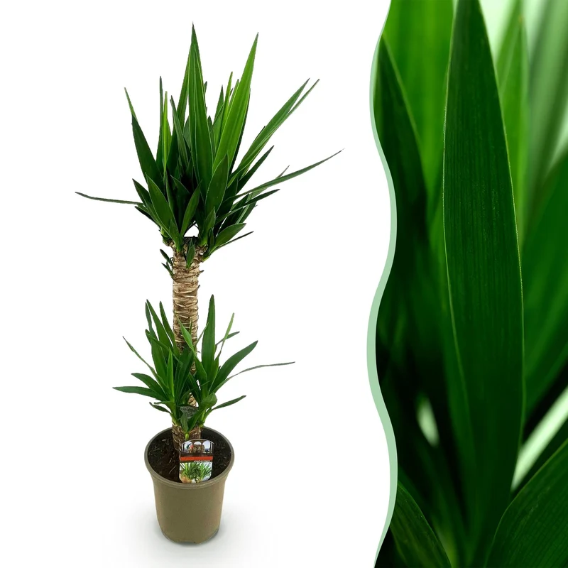 Yucca elephantipes