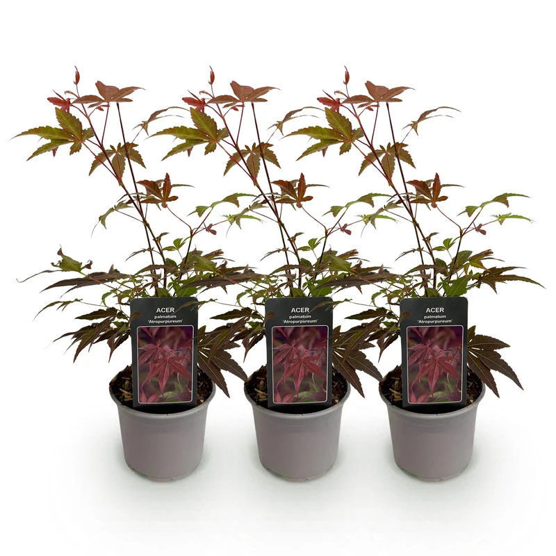 Acer palmatum Atropurpureum