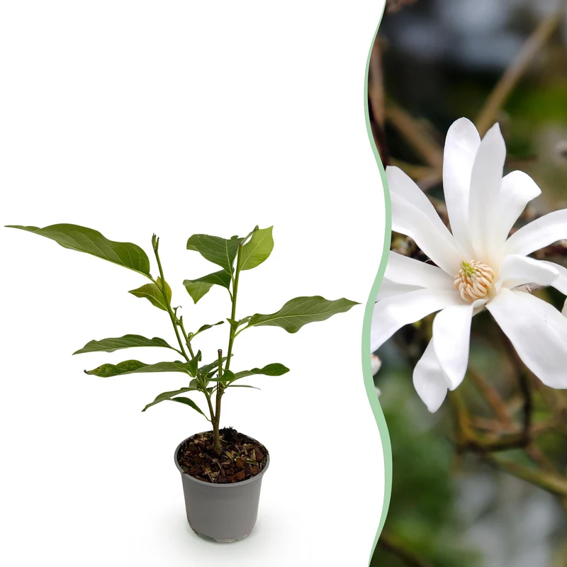 Magnolia stellata