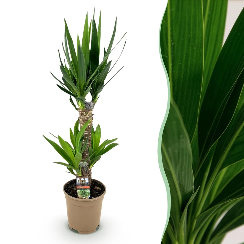 Yucca elephantipes