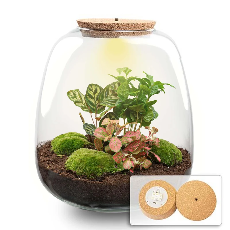 Planten terrarium - Emma - DIY kit - Coffea, rood