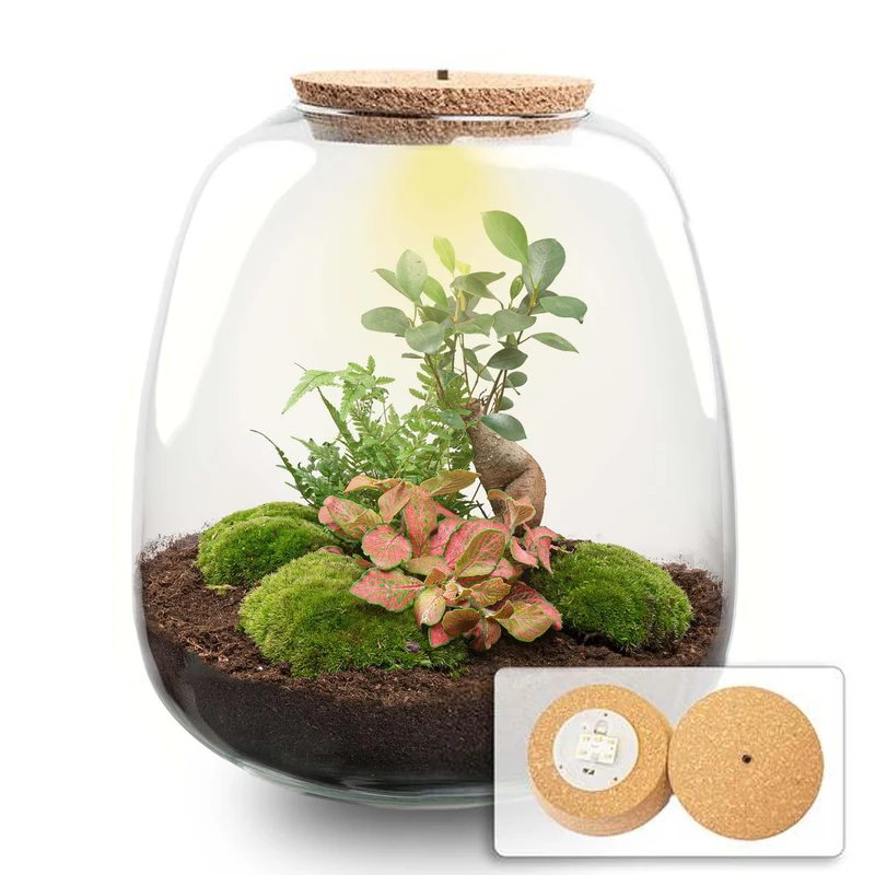 Planten terrarium - Emma - DIY kit - Bonsai, rood