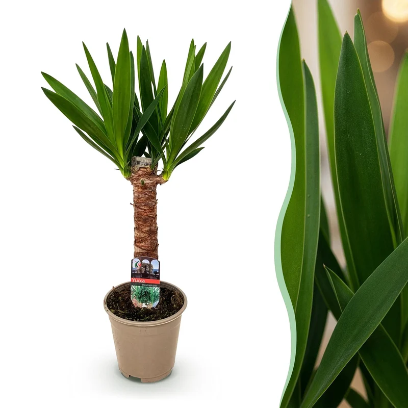 Yucca elephantipes