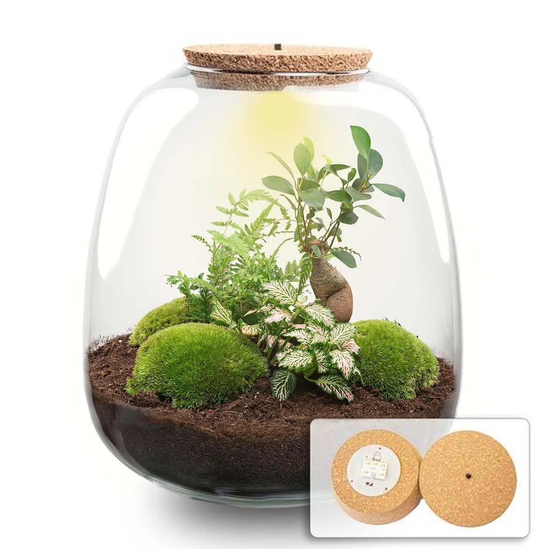 Planten terrarium - Emma - DIY kit - Bonsai, roze