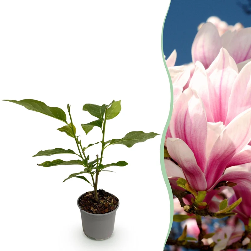 Magnolia soulangeana