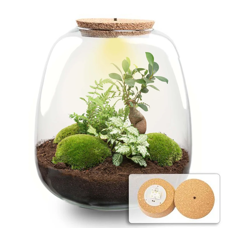 Planten terrarium - Emma - DIY kit - Bonsai, wit