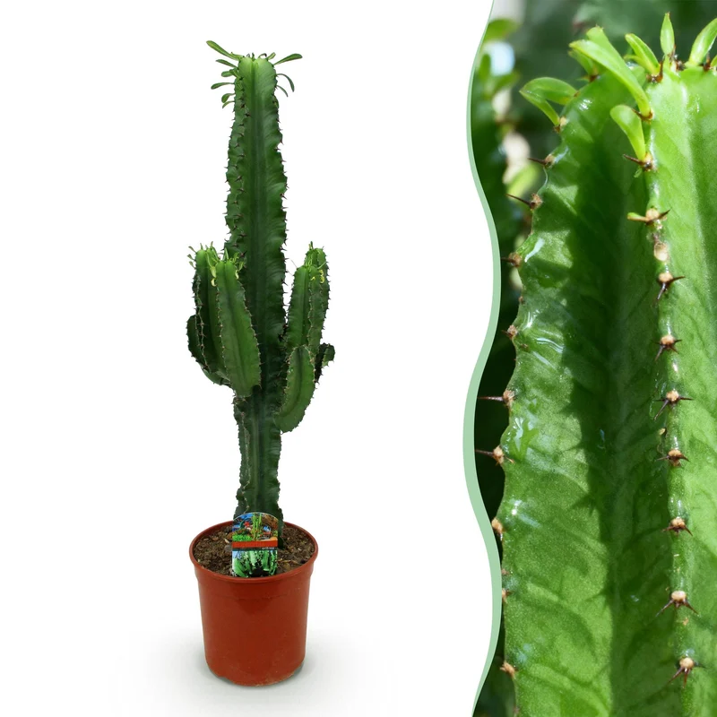 Euphorbia eritrea