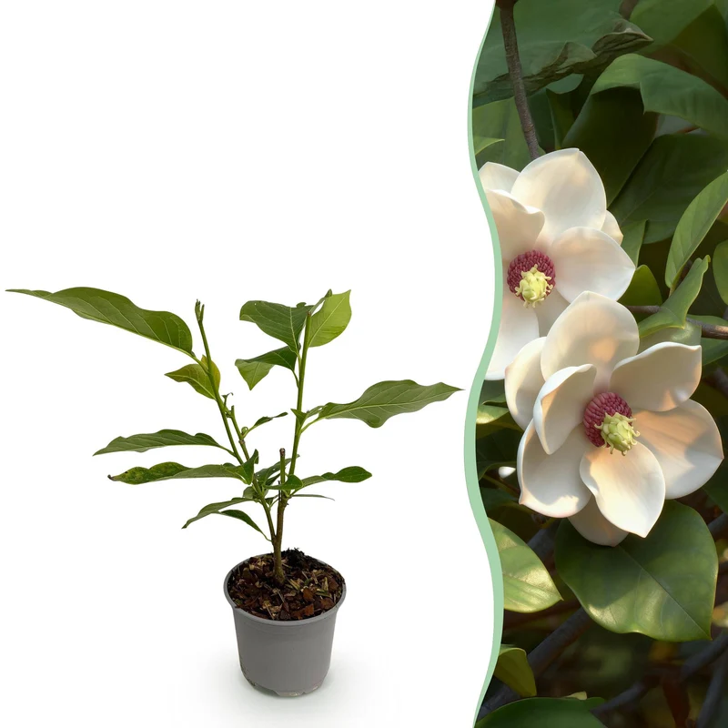 Magnolia sieboldii