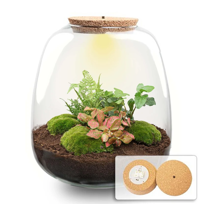 Planten terrarium - Emma - DIY kit - Hedera, rood