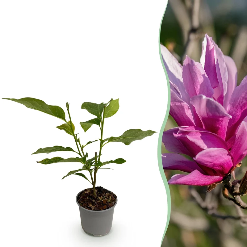 Magnolia liliiflora Nigra