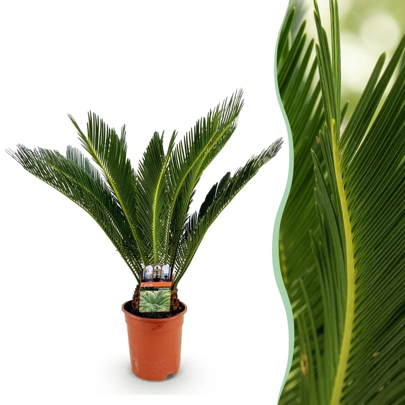 Cycas revoluta