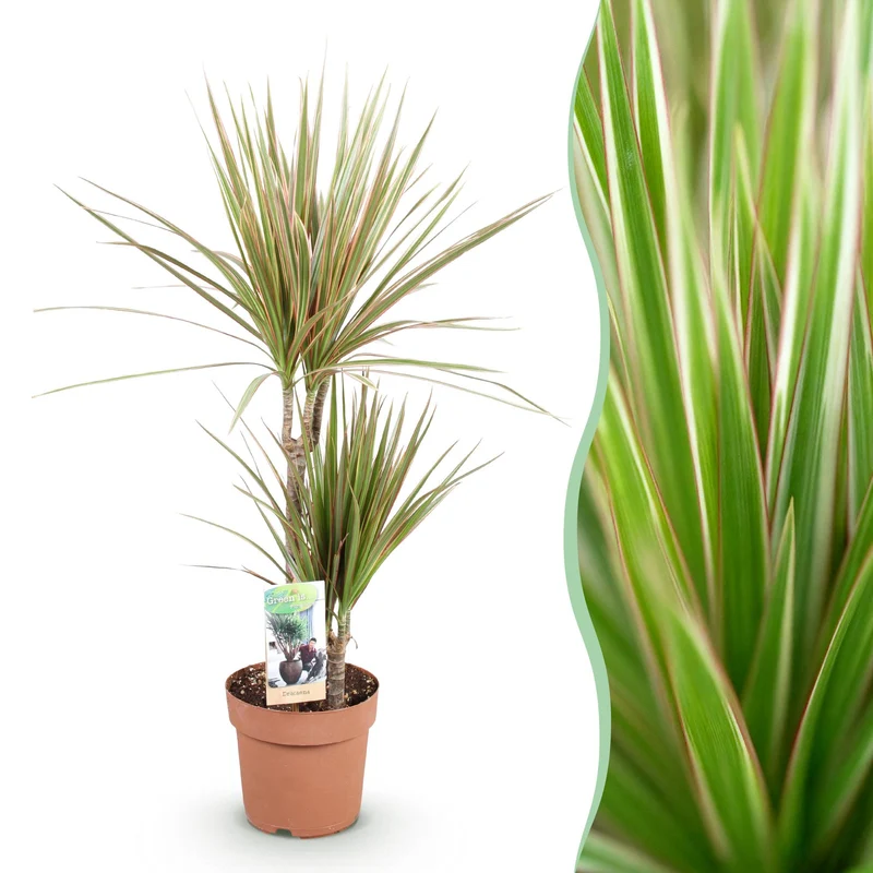 Dracaena Marginata Bicolor