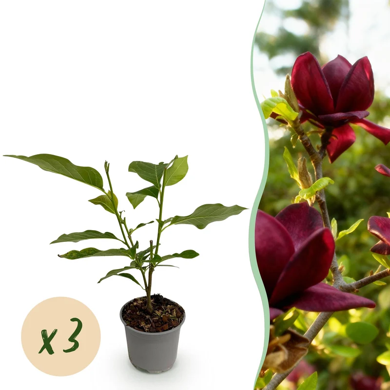 Magnolia Genie