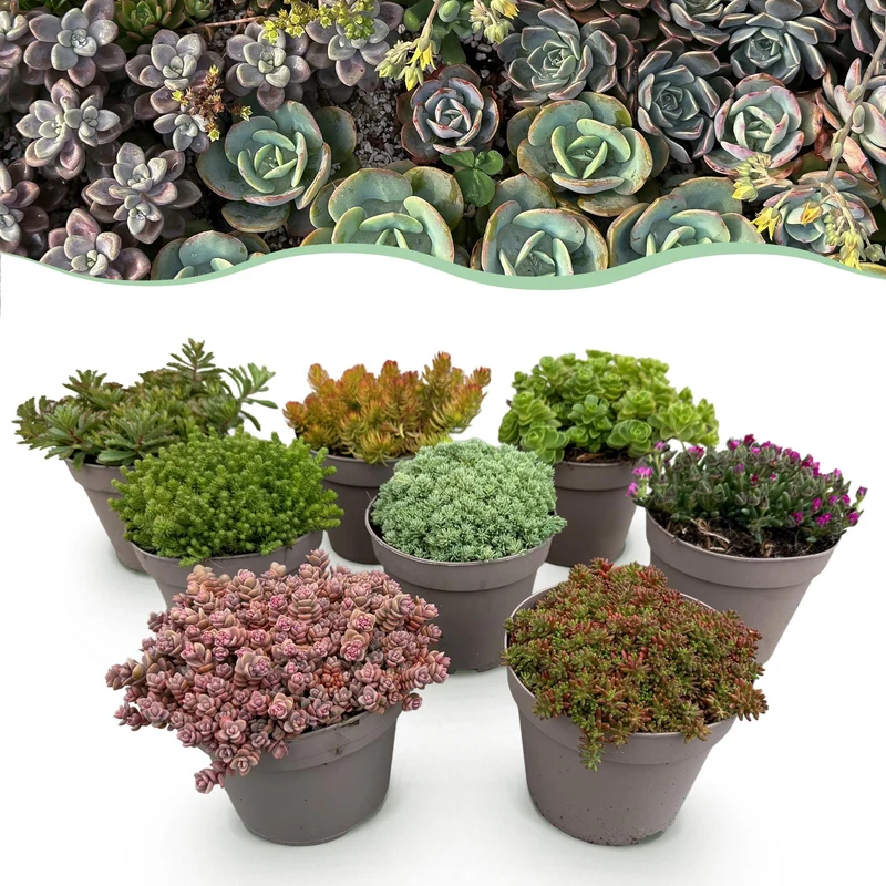 Rotsplanten mix - 8 stuks