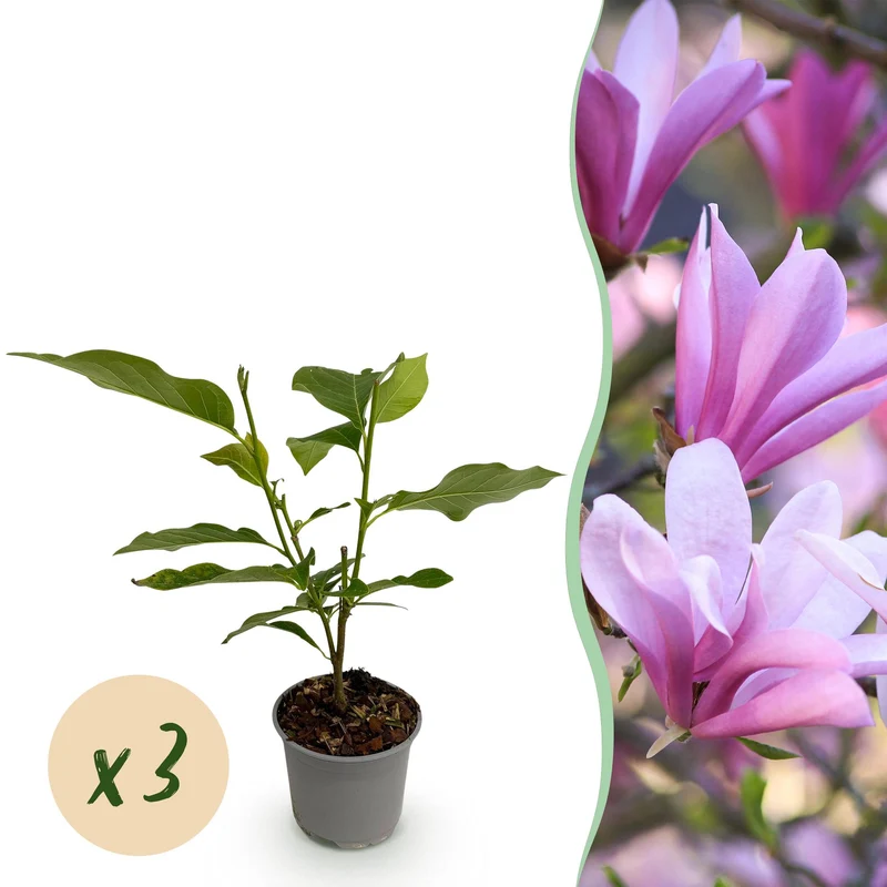 Magnolia Betty