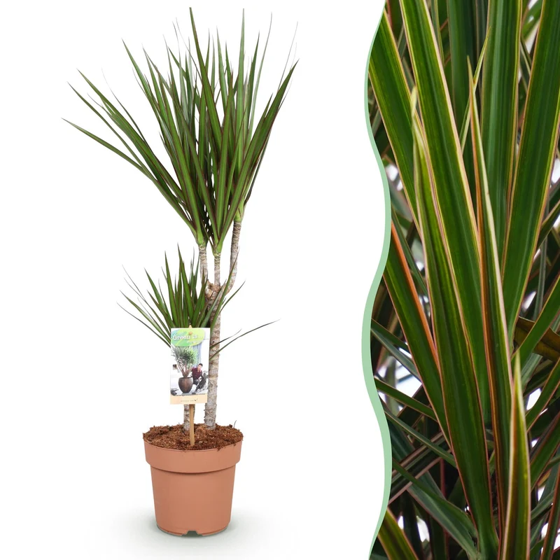 Dracaena Marginata
