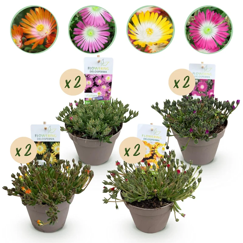 Delosperma Jewel of Dessert - 8 stuks