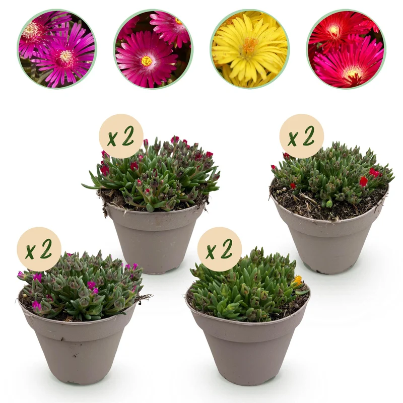 Delosperma - 8 stuks