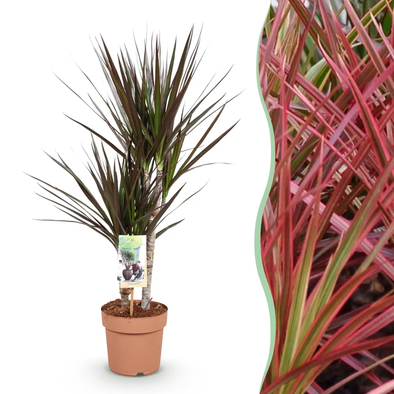 Dracaena Magenta