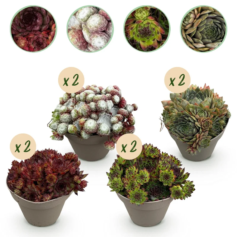 Sempervivum Big Sam - 8 stuks