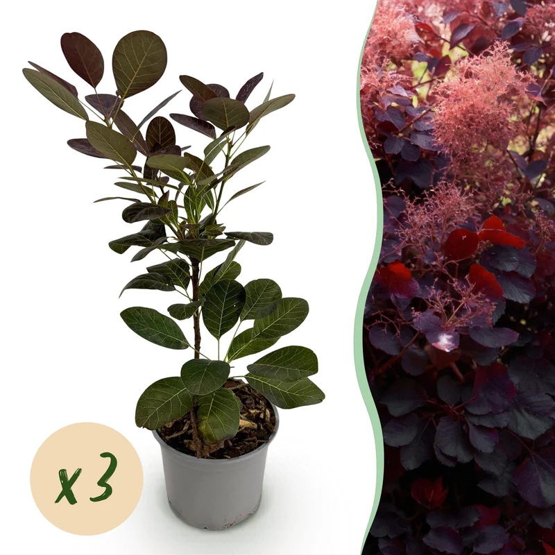 Cotinus coggyria Royal Purple