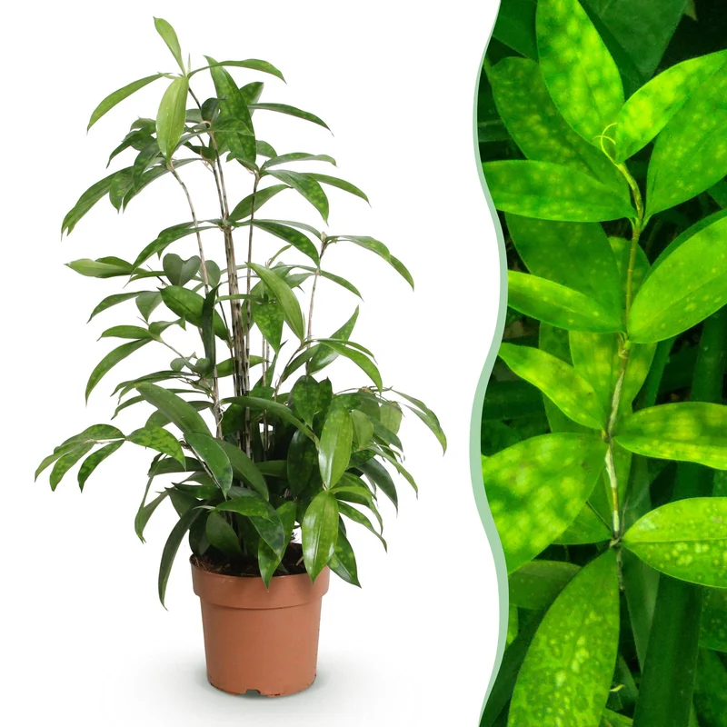 Dracaena surculosa
