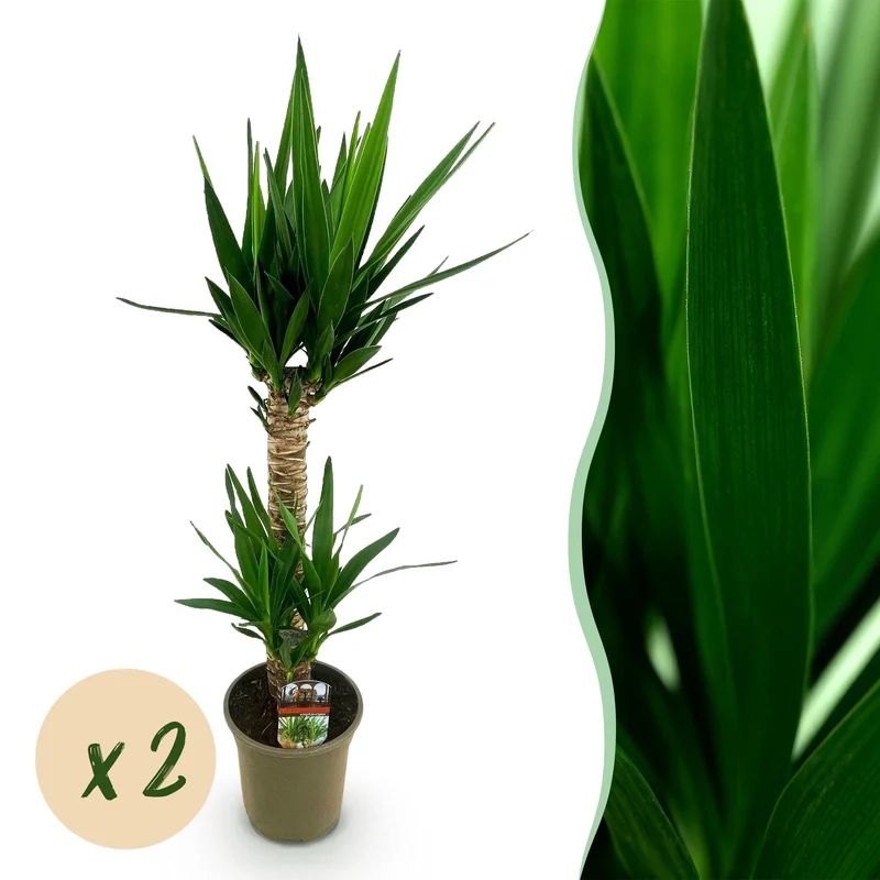 2x Yucca elephantipes