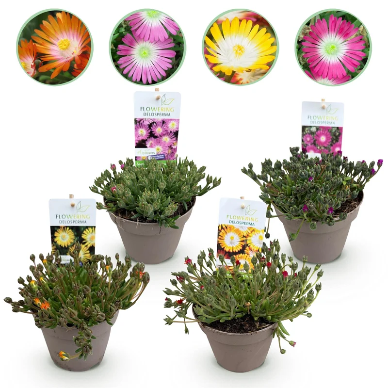 Delosperma Jewel of Dessert - 4 stuks