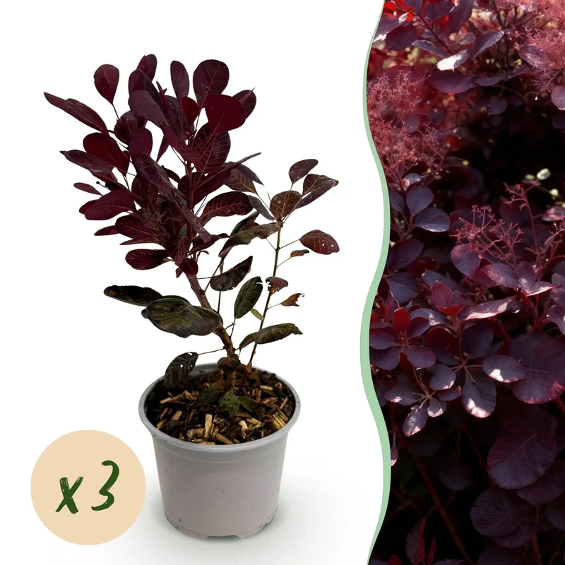 Cotinus coggyria Lilla