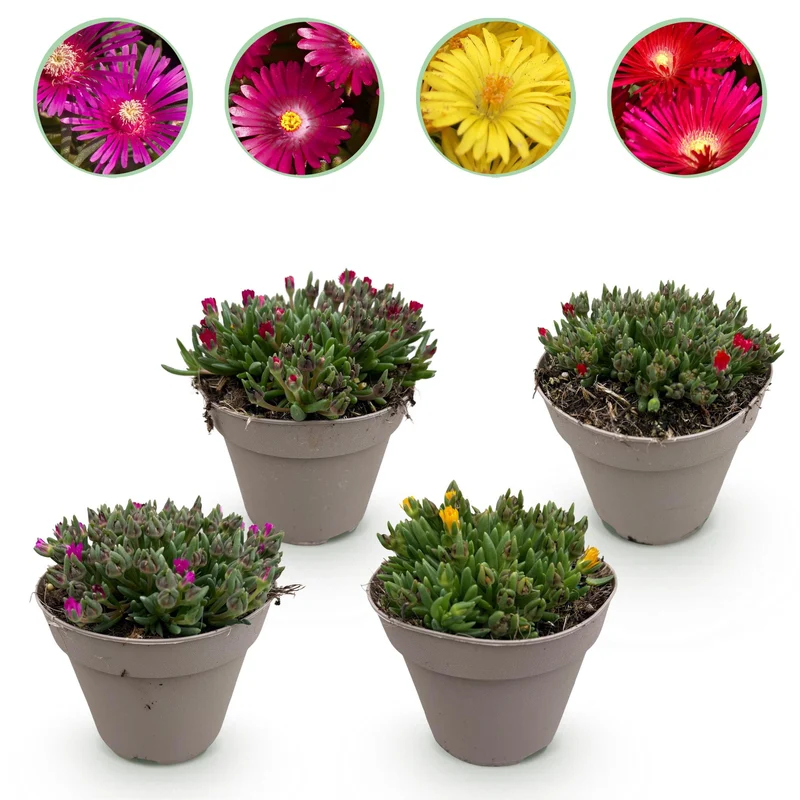Delosperma - 4 stuks